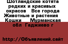 Шотландские котята редких и красивых  окрасов - Все города Животные и растения » Кошки   . Мурманская обл.,Гаджиево г.